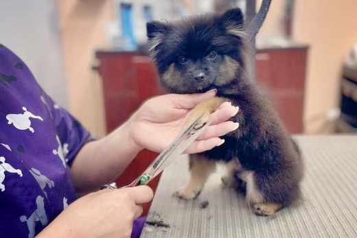 a person holds grooming scissors in front of a small dog sitting on a table