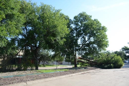 A downed tree along a Richardson road