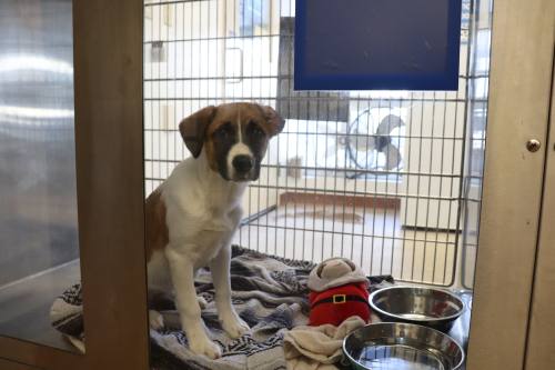 The Austin Animal Center will pause the intake of all animals, except for emergencies, effective July 2. (Zara Flores/Community Impact)