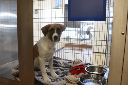 The Austin Animal Center will pause the intake of all animals, except for emergencies, effective July 2. (Zara Flores/Community Impact)