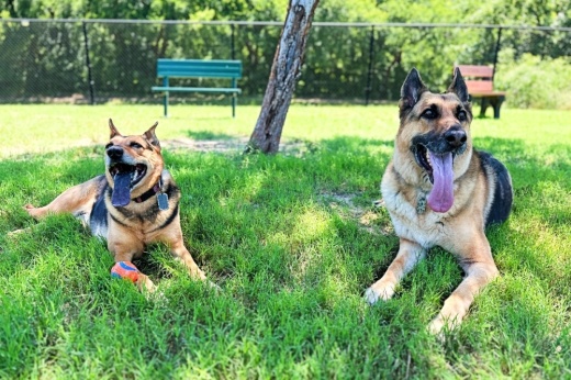 Dogs in the park