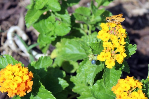 Butterfly on flower planted in the ground.