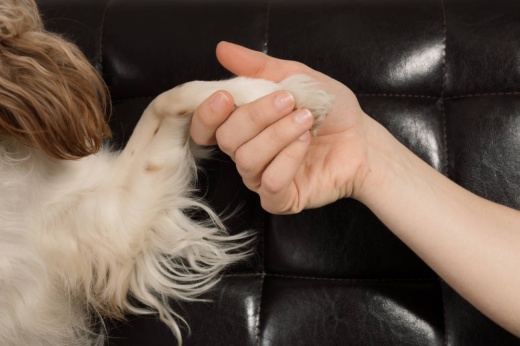 Person holding dog's paw.