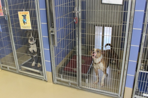 Austin Animal Center