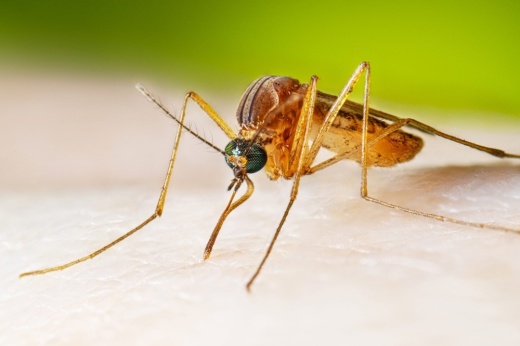 Picture of a mosquito.