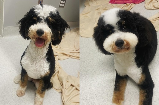 A before and after image of a dog who received services from Hannah's Home Call Grooming.