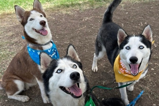 Iris, Marigold and Dahlia all were found roaming the streets together near San Antonio Animal Care Services, 4710 Hwy. 151, on July 31. The dogs are now being offered for adoption by Animal Care Services, which also recently offered tips to keep pets safe this summer. (Courtesy city of San Antonio)