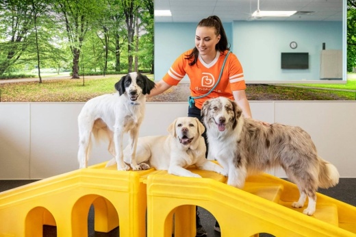 Woman with three dogs on a playset