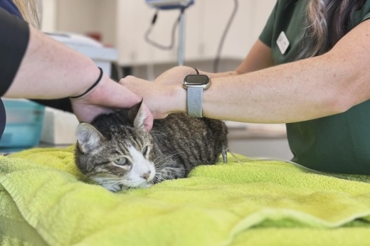 cat at celina vet hospital