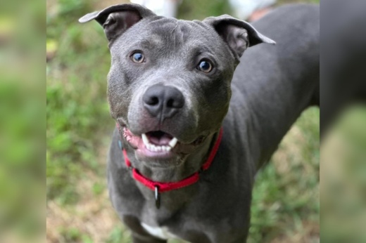 Dog from Cibolo Animal Services