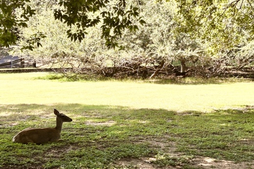 A deer cooling off in the shade at Landa Park in New Braunfels. (Shaheryar Khan/Community Impact)