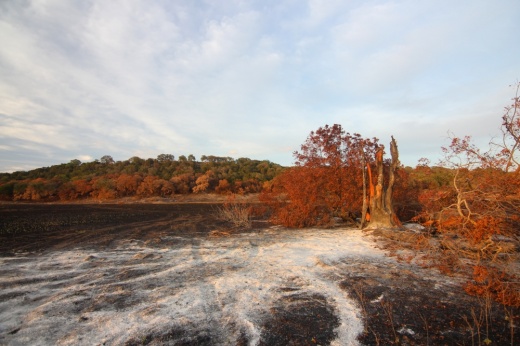 The aftermath of a fire in Williamson County leaves a tree trunk burnt down.