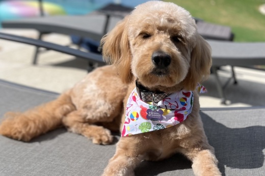 Zoomin Groomin does not use cages or tubs and specializes in providing an stress-free safe environment for all pets, including those with special needs.(Courtesy Zoomin Groomin)