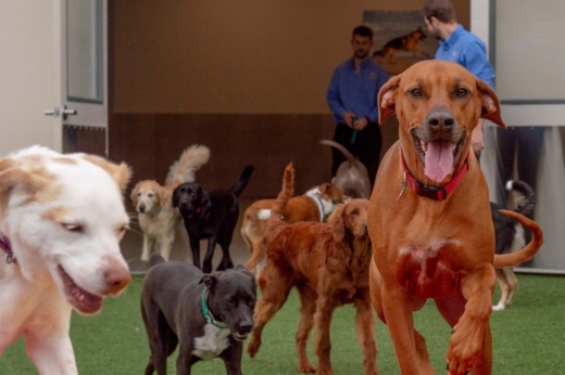 A photo of dogs running around.