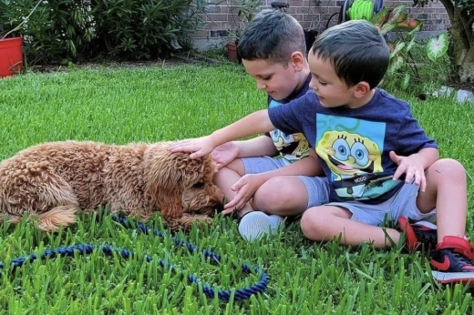 Two boys petting a poodle puppy