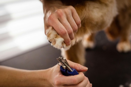 Scenthound offers service packages, such as the basic hygiene or barber package, as well as tooth plaque reduction and shedding treatments. (Courtesy Pexels)