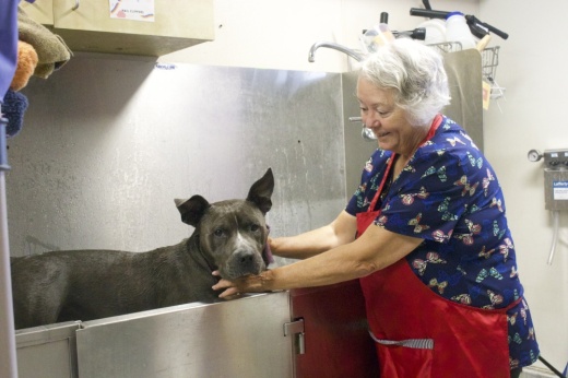 volunteer washes dog at animal shelter