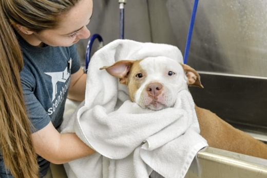 Girl drying off cute doggo