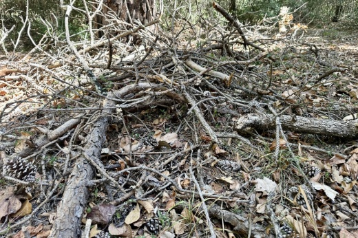 A pile of dead vegetation is shown.