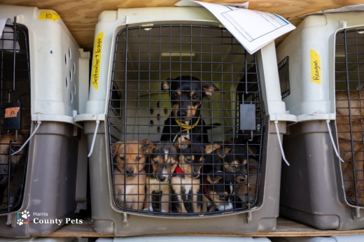 Dogs in a carry crate