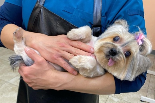 The Tailored Tail pet salon is moving to Bellaire in late-November, the store owners expect. (Courtesy The Tailored Tail)