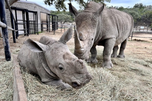 two rhinos