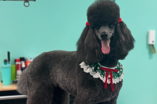 The new business offers full-service bathing and grooming services by appointment, and features a self-wash room where owners can bathe their own dog with supplies provided. (Courtesy Space City Pet Spa)