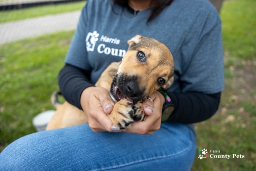 Harris County Pets is one of nine animal welfare organizations in the Greater Houston area participating in the Bissell Pet Foundation's annual Empty the Shelters-Holiday Hope event. (Courtesy Harris County Pets)