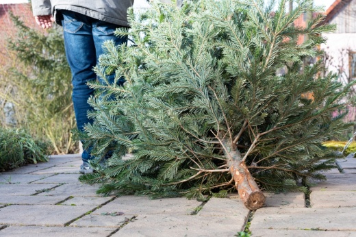 A person is dragging a Christmas tree across cobblestones.