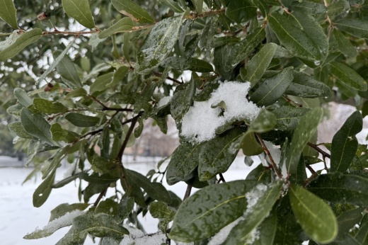 snow on the leaves of a tree
