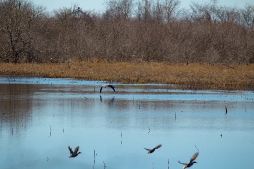 Nonprofit Coastal Prairie Conservancy works to preserve species and habitats in local wetlands and prairies, including the Katy Prairie Preserve. (Kelly Schafler/Community Impact)