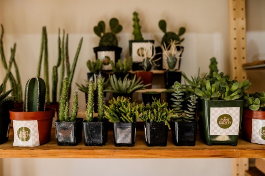 The Plant Society offers both exotic and house plants in a new East Austin shop. (Courtesy the Plant Society)