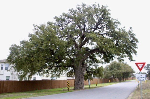 A photo of a large tree.