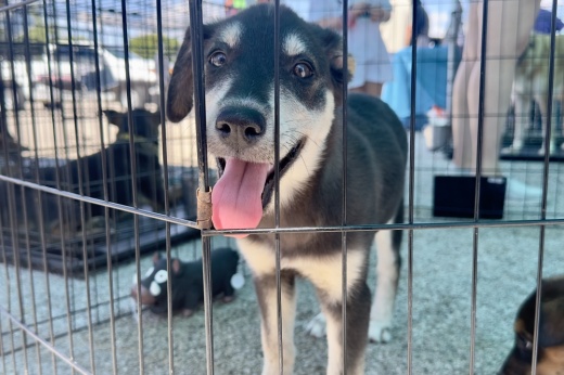 A brown and tan young dog is shown looking at the camera at a previous adoption event.