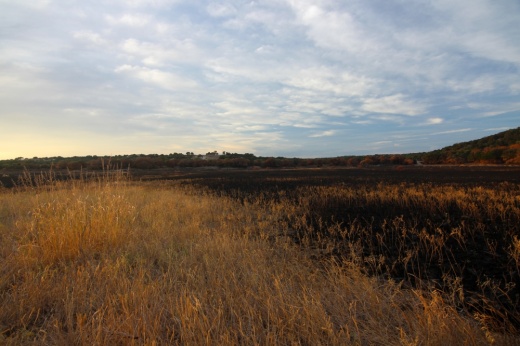 A burnt field in Georgetown.