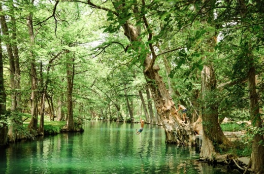 A photo of a green park with water and a lot of trees