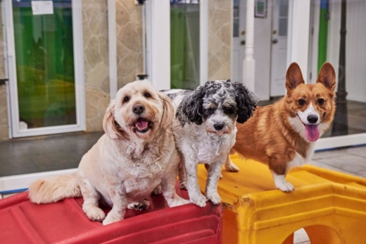 Hounds Town USA opened a new doggy daycare facility in Houston Midtown. (Courtesy Amanda Moore)