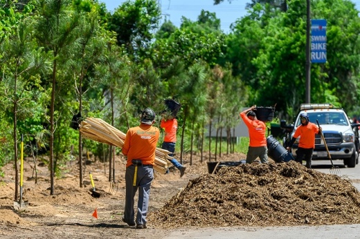 People planting trees along roadside