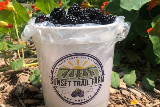 Blackberries in a bucket with Sunset Trail Farm branding.