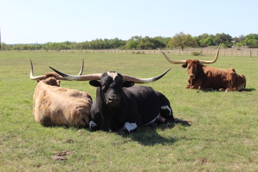 Longhorns sitting in a field on a sunny day