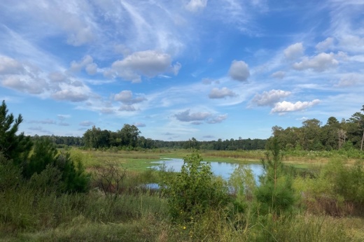 The study recommended two new detention dams be built north of Spring Creek to mitigate downstream flooding in the watershed. (Vanessa Holt/Community Impact)
