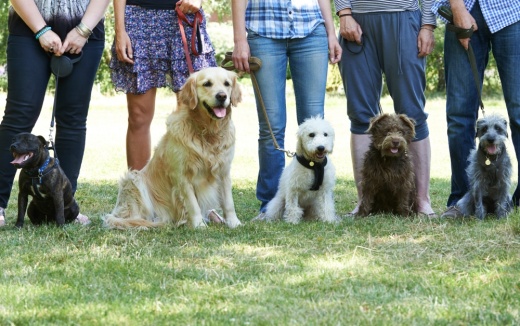 The center offers dog training as well as boarding. (Courtesy Adobe Stock)