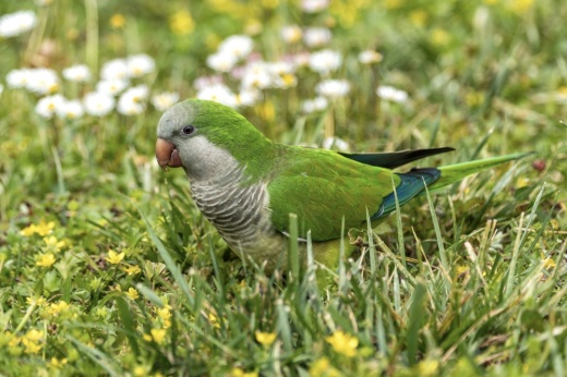Originally native to South America, monk parakeets were introduced to the U.S. in the 1960s through the exotic pet trade. (Courtesy Adobe Stock)