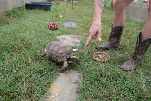 Brenda Bush, a former special education teacher, started volunteering with the rescue five years ago before taking over the operation. (Gracie Warhurst/Community Impact)