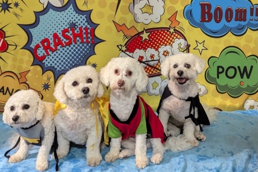 A photo of four dogs sitting next to each other with a colorful background.