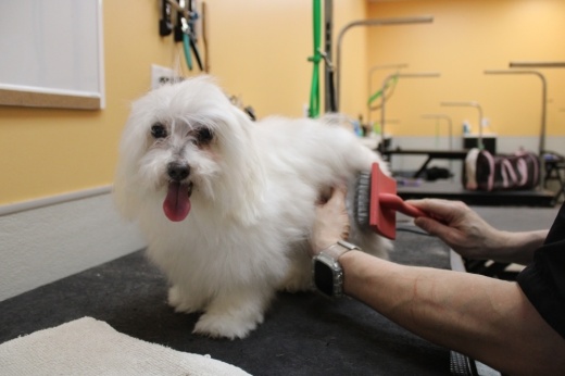 A white puppy getting brushed by a groomer.