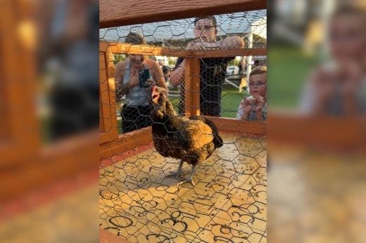 Image of a chicken in a cage with a floor being a bingo card. Onlookers watch the chicken.