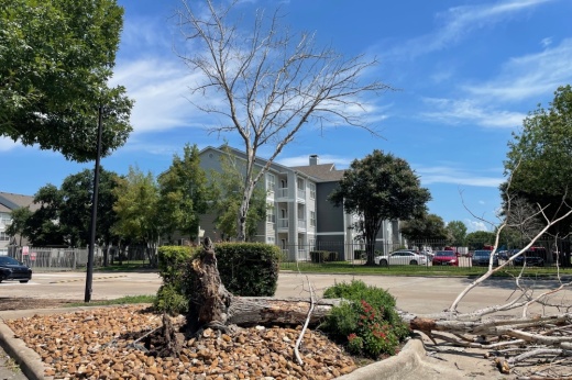 an uprooted tree in a neighborhood