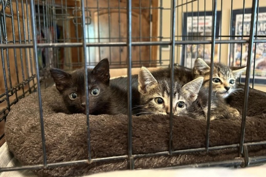 Bastrop Cats Anonymous TNR Society will host a fundraising event called Kitty Bingo—Breakfast at Tiffany's on Sept 21. (Courtesy/Bastrop Cats Anonymous TNR Society)