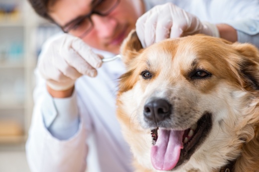 a dog getting a wellness check at a vet's office